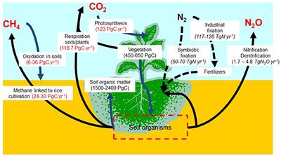 Accounting for Carbon Stocks in Soils and Measuring <mark class="highlighted">GHGs</mark> Emission Fluxes from Soils: Do We Have the Necessary Standards?
